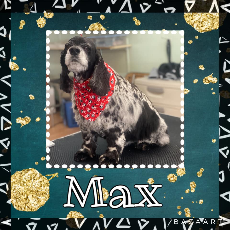 A Dog with Red Bandana — Idaho Falls, ID — Class Act Grooming