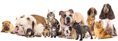 A group of dogs and cats standing next to each other on a white background.