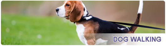 A brown and white dog is walking on a leash.