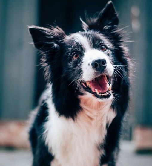 A close up of a black and white dog with its mouth open.