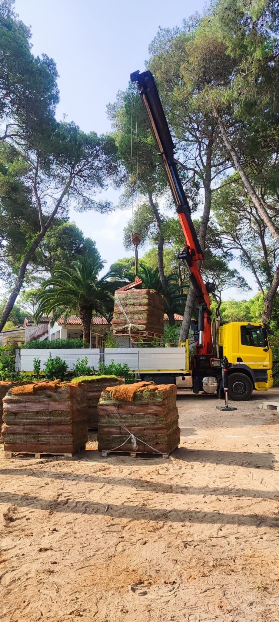 Una gru da costruzione solleva un alto tronco d'albero accanto a una catasta di tronchi e a un camion giallo in una zona boschiva.