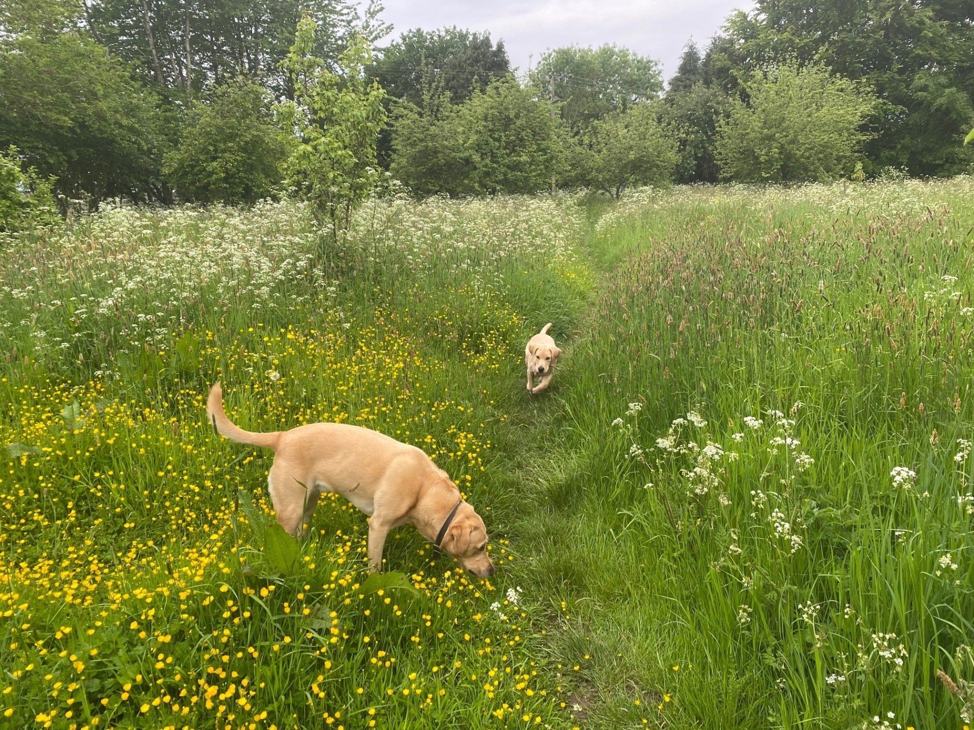 two labradors enjoying a walk through a meadow of wild flowers