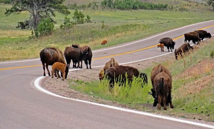 Herd of Bison on the Road