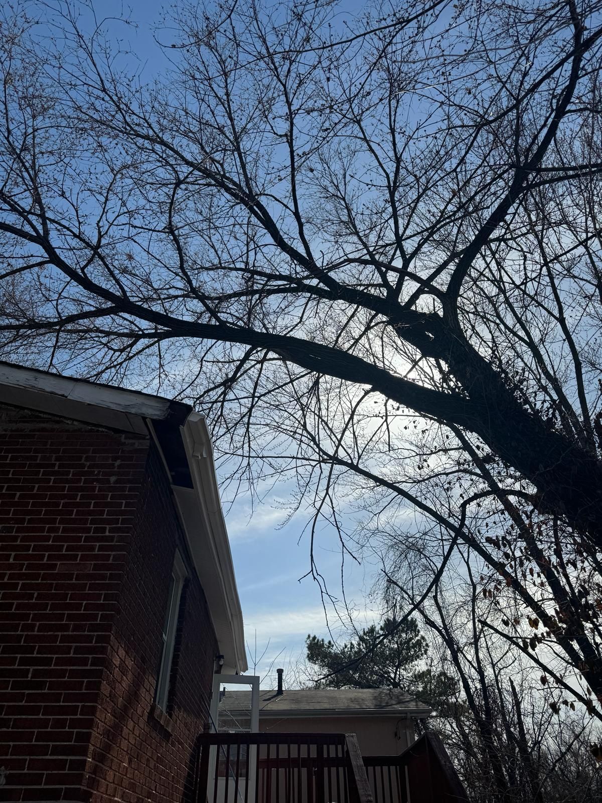 Before Trimming The Tree — St. Charles, MO — A&M Tree Services LLC