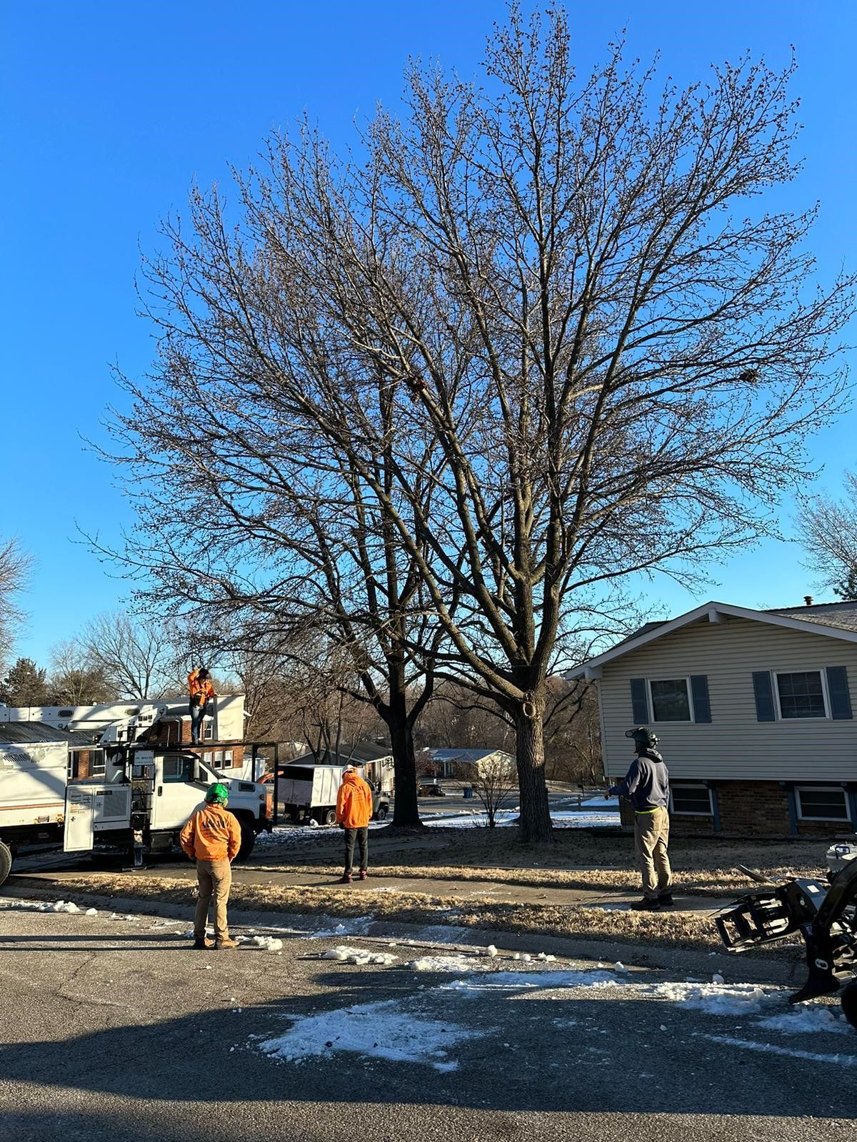 Before Renovating the Yard — St. Charles, MO — A&M Tree Services LLC
