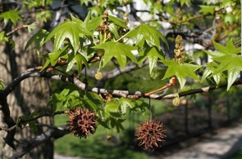 A Tree Branch with Green Leaves and Brown Seeds Hanging from It — St. Charles, MO — A&M Tree Services LLC