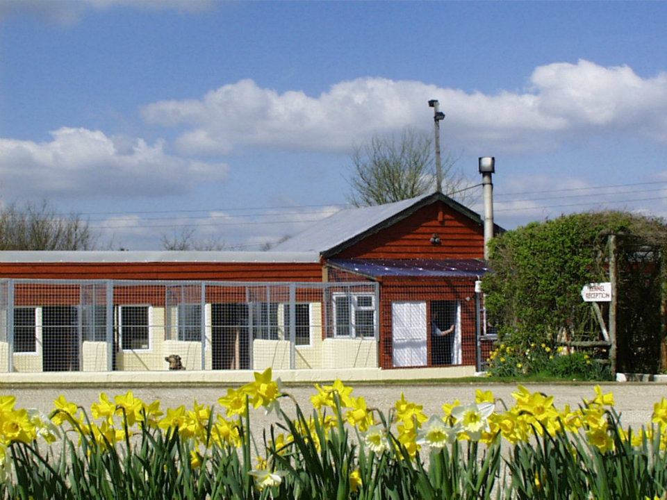 Outside view of kennels with yellow flowers