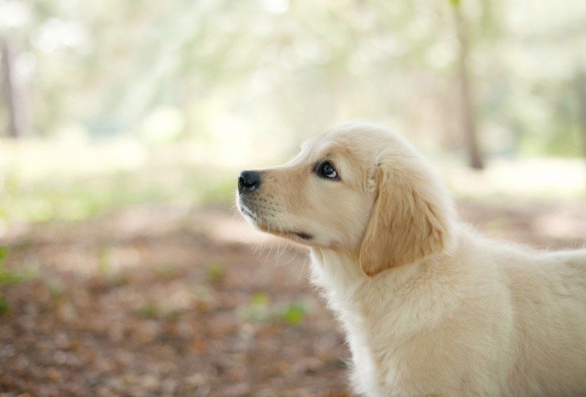 golden retrever puppy in woods