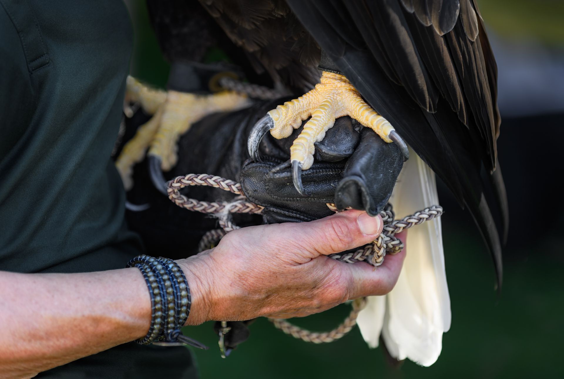 A person's gloved hand holding a rope attached to an eagle's talons.