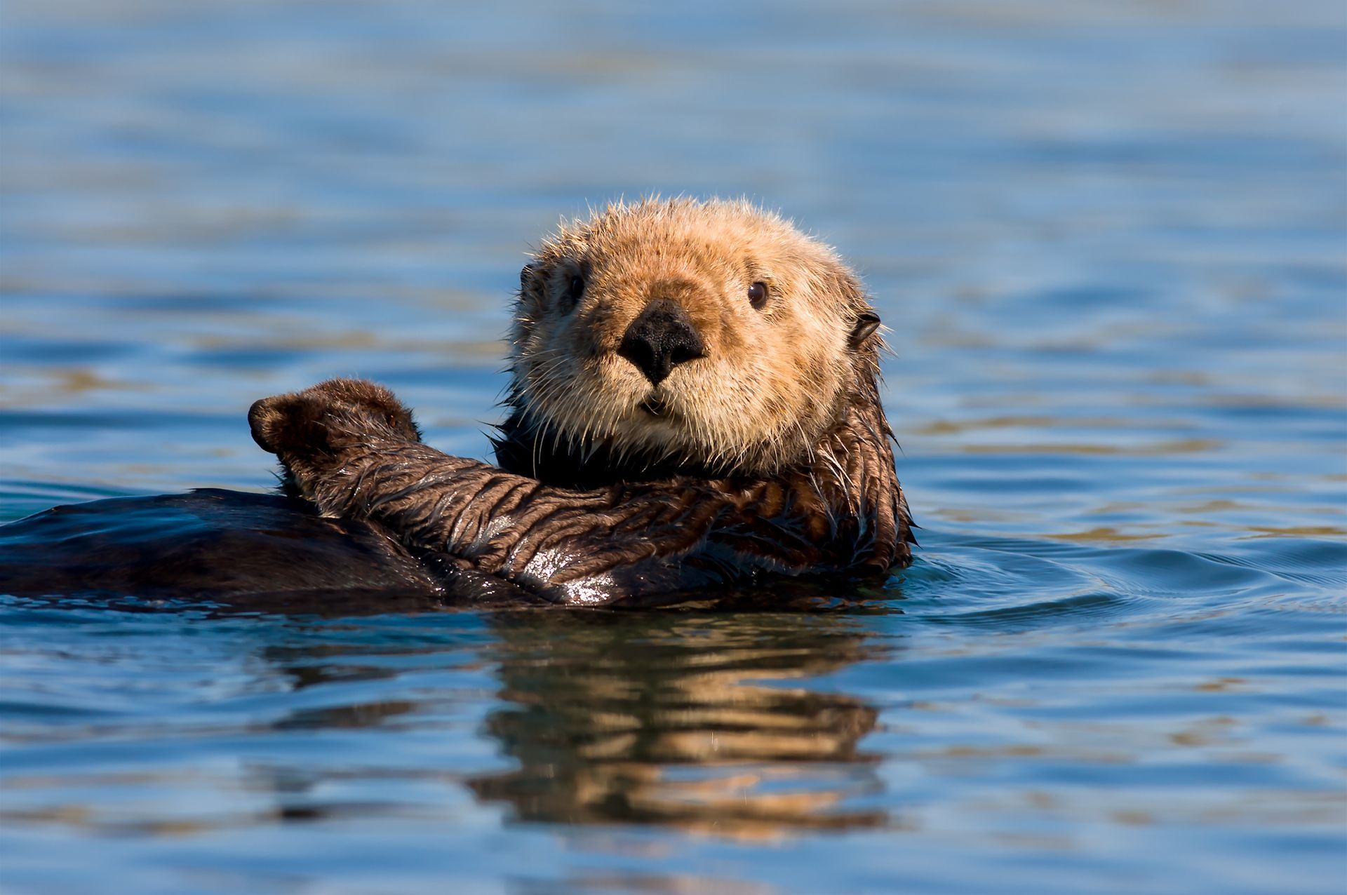 Sea otter floating in blue water, looking directly at the camera.