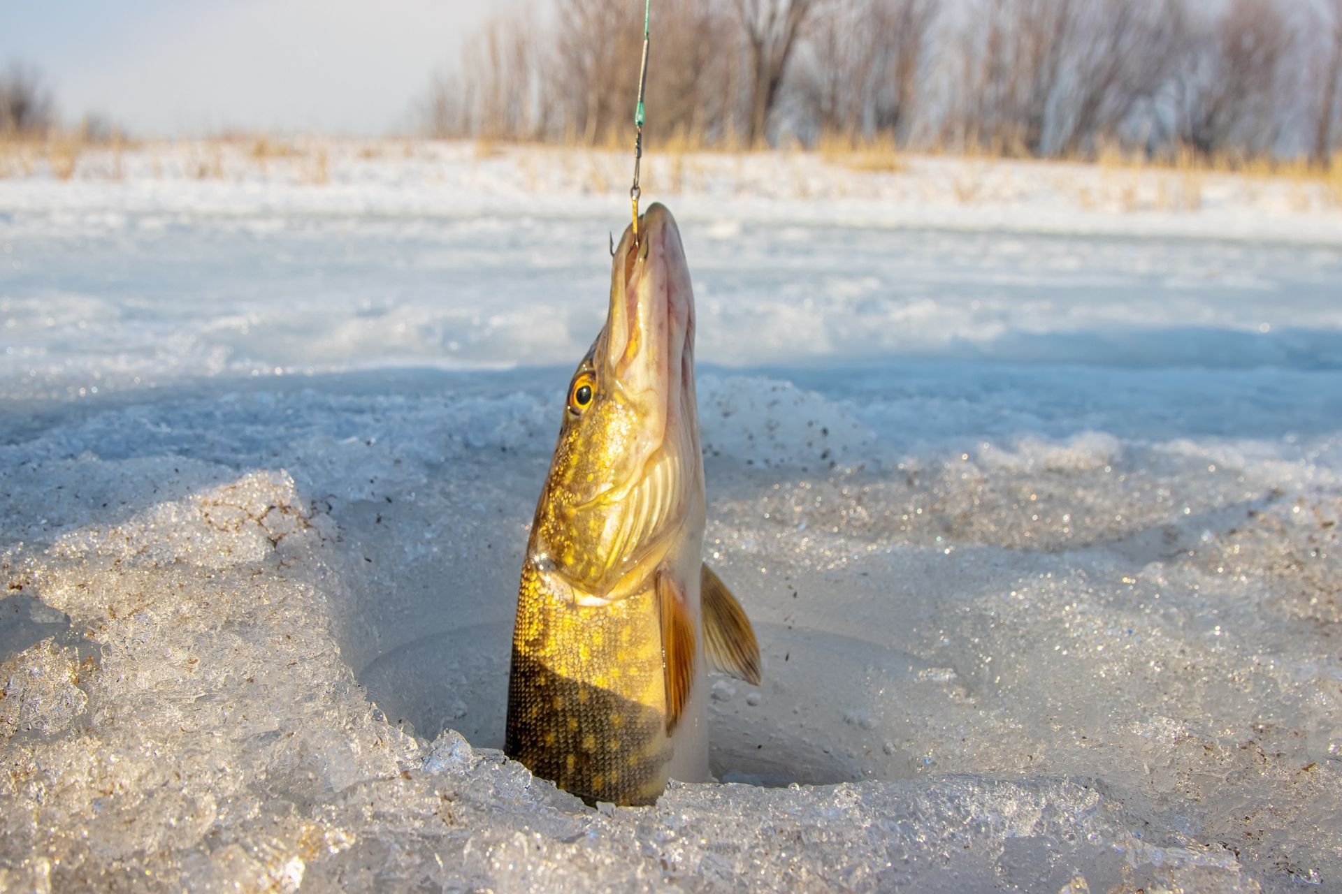 Fish caught through ice fishing hole in snowy landscape.