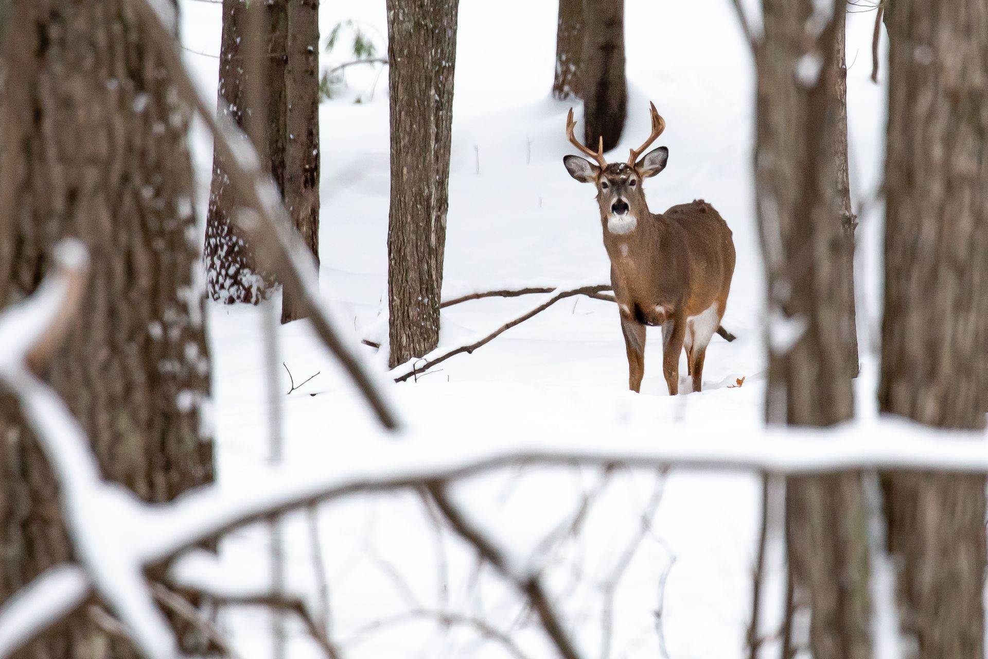 White-tailed deer stands in a snowy forest, looking directly forward between snow-covered trees.