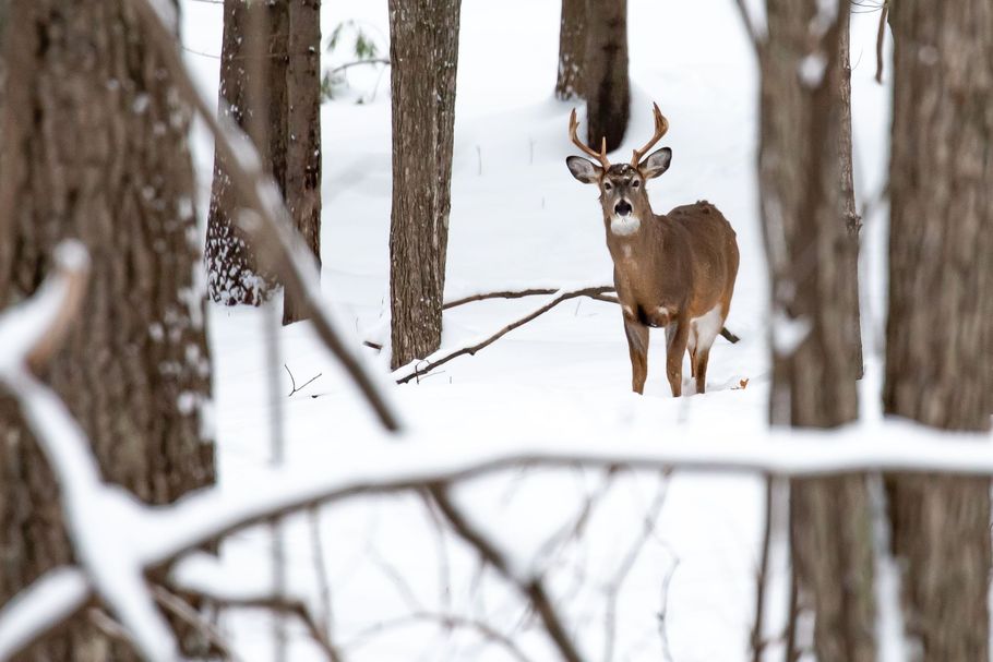 White-tailed deer stands in a snowy forest, looking directly forward between snow-covered trees.