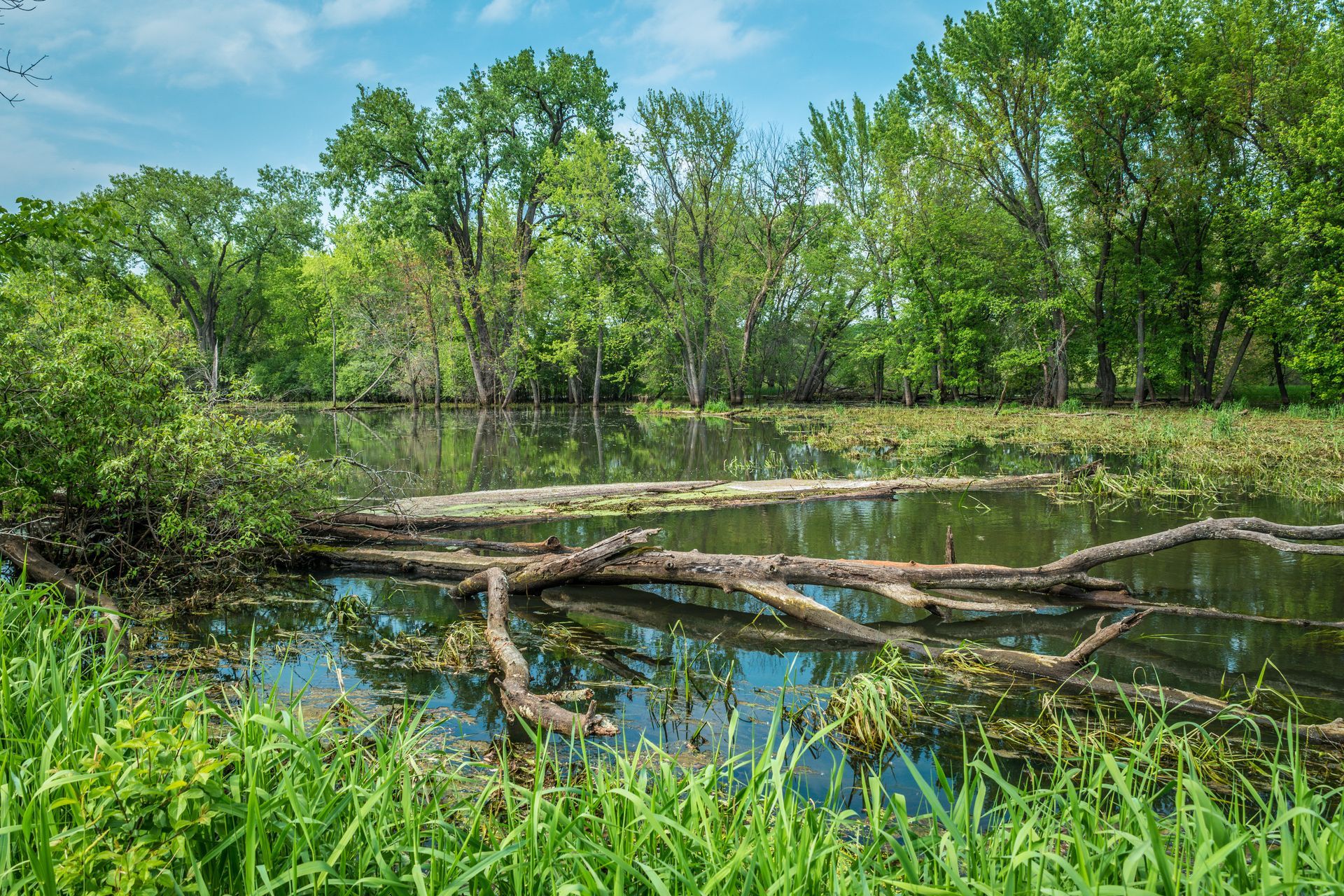 Marshy wetland scene with logs in the water, lush green grass and trees, under a bright blue sky.