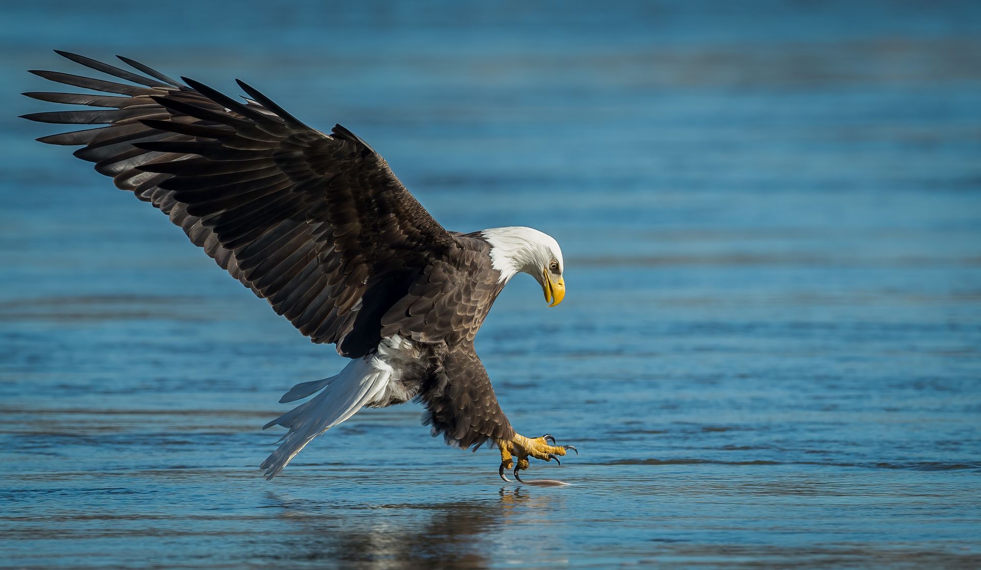 Bald eagle swooping down with talons extended toward water, white head and tail, brown body, blue background.