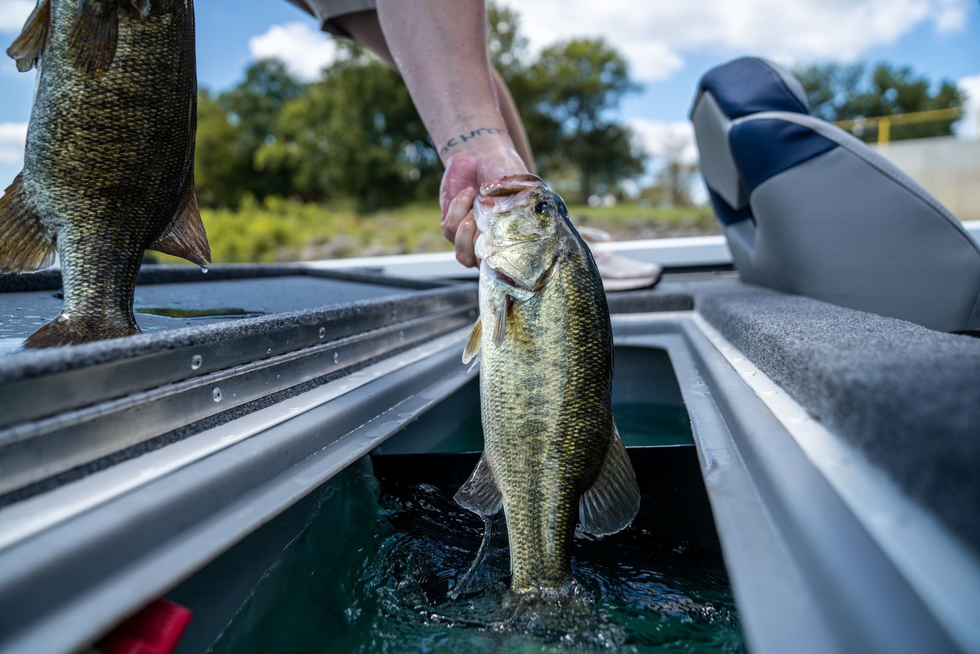 Person holding a smallmouth bass over a boat's livewell; other fish visible. Sunny day.