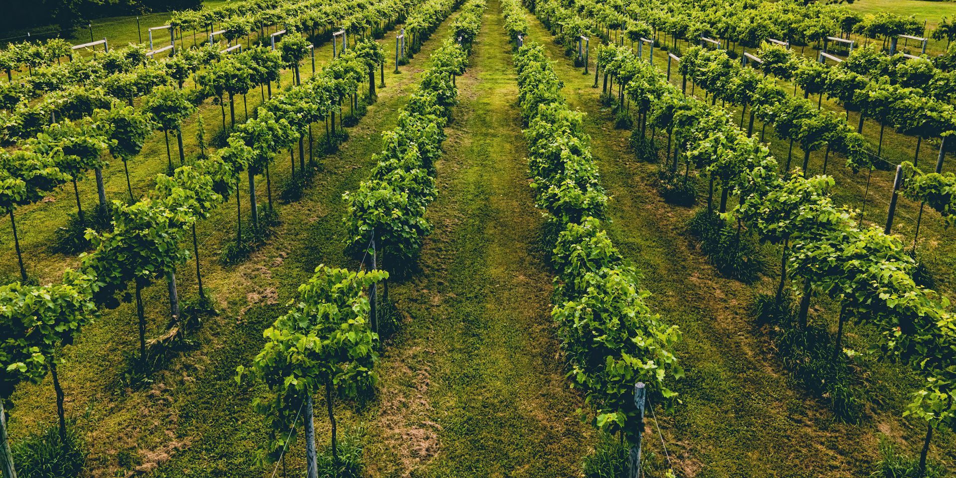 Rows of grape vines in a vineyard, green leaves, sunny day.