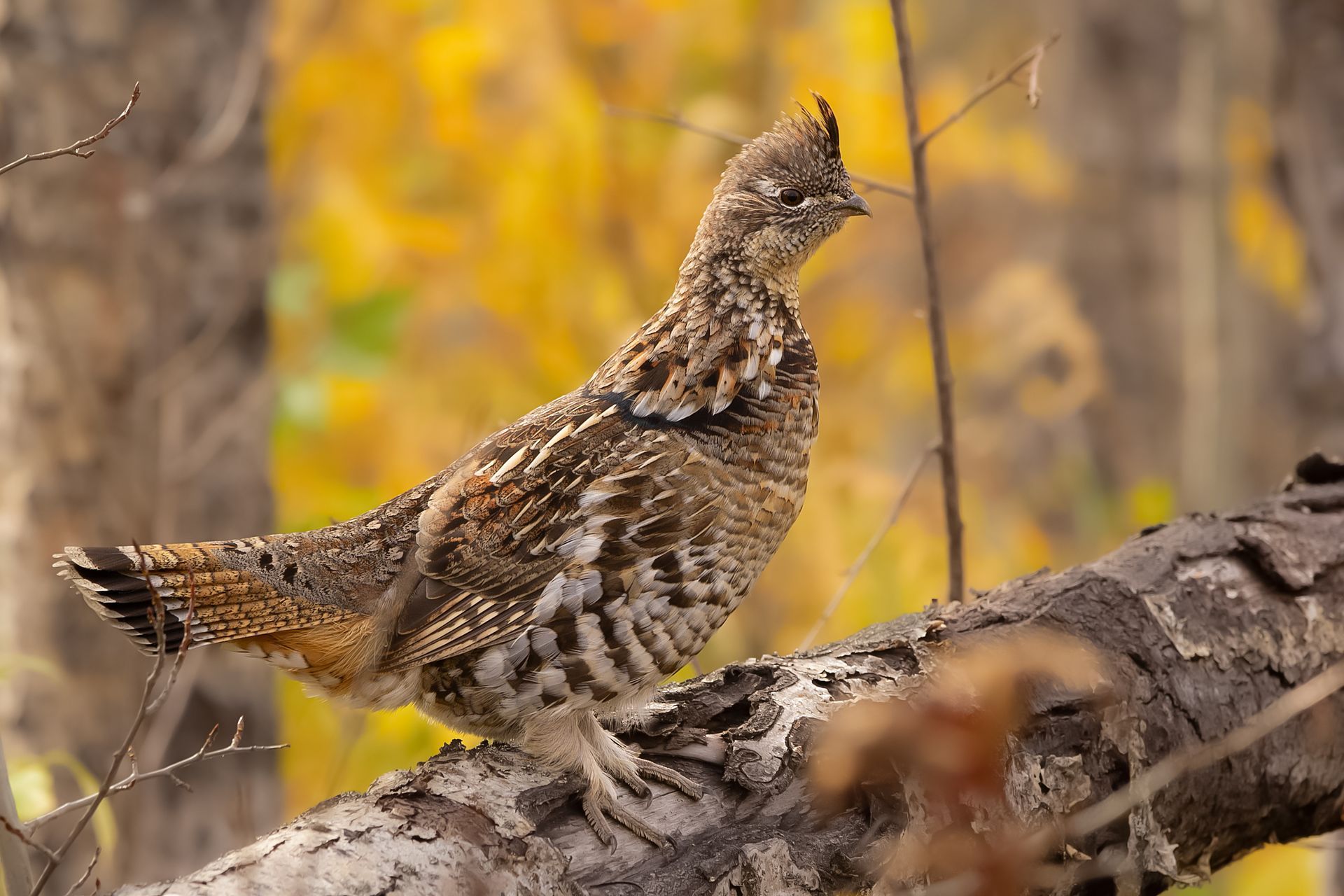 Ruffed grouse perched on a branch, brown and white speckled feathers, fall foliage backdrop.