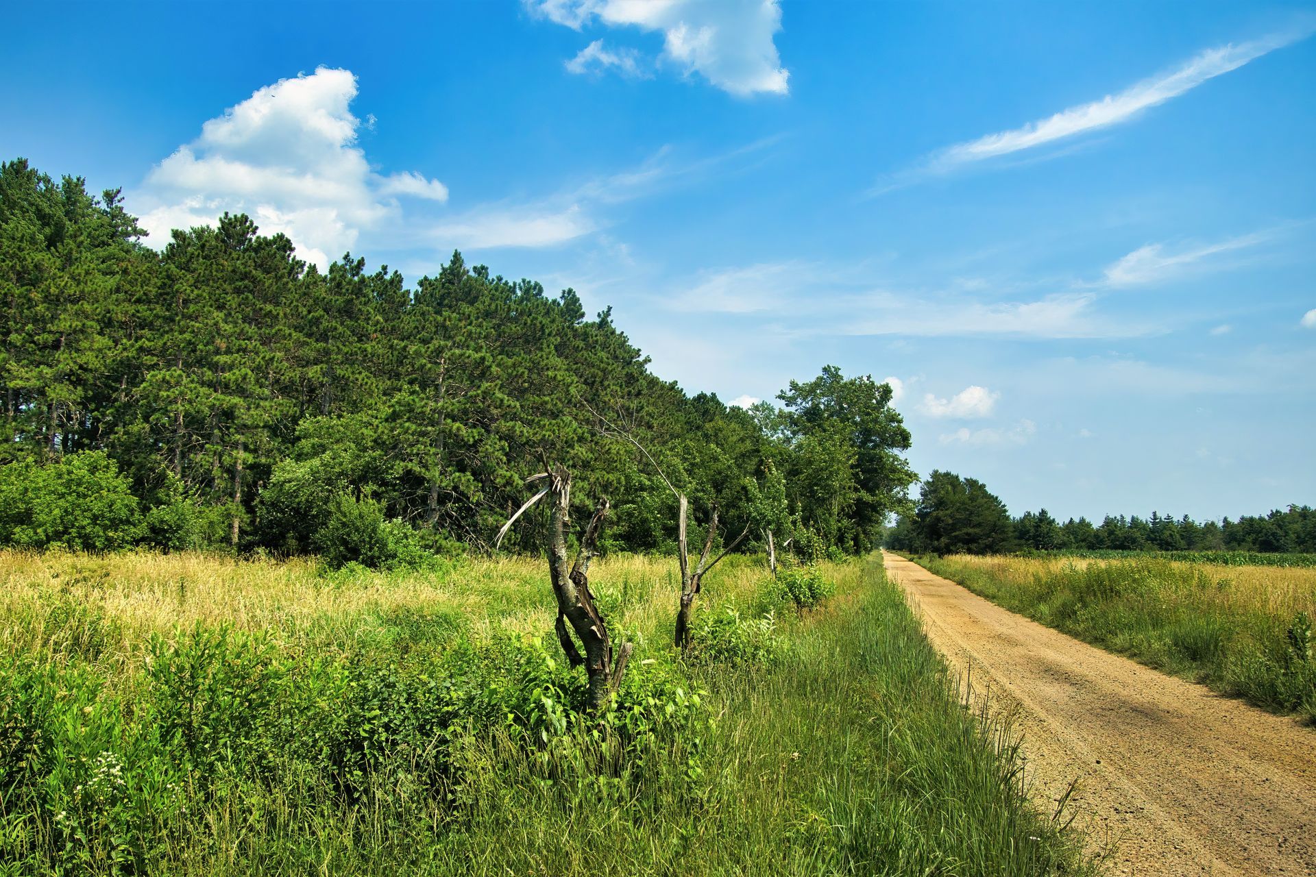 Dirt road through a field of tall grass and trees, under a bright blue sky.