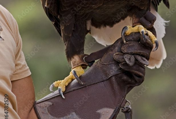 Eagle perched on a gloved hand, holding on with its sharp talons. Dark feathers, tan shirt in background.