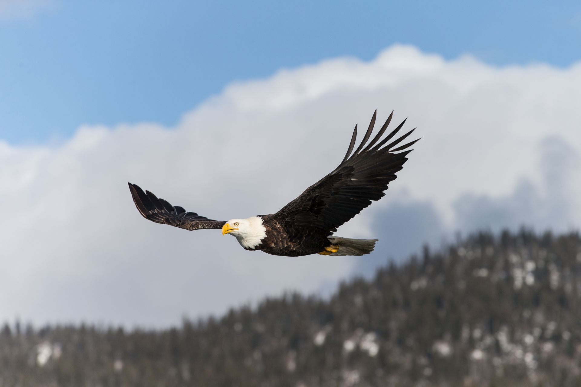 Bald eagle with white head and brown body in flight against a cloudy sky and forest.