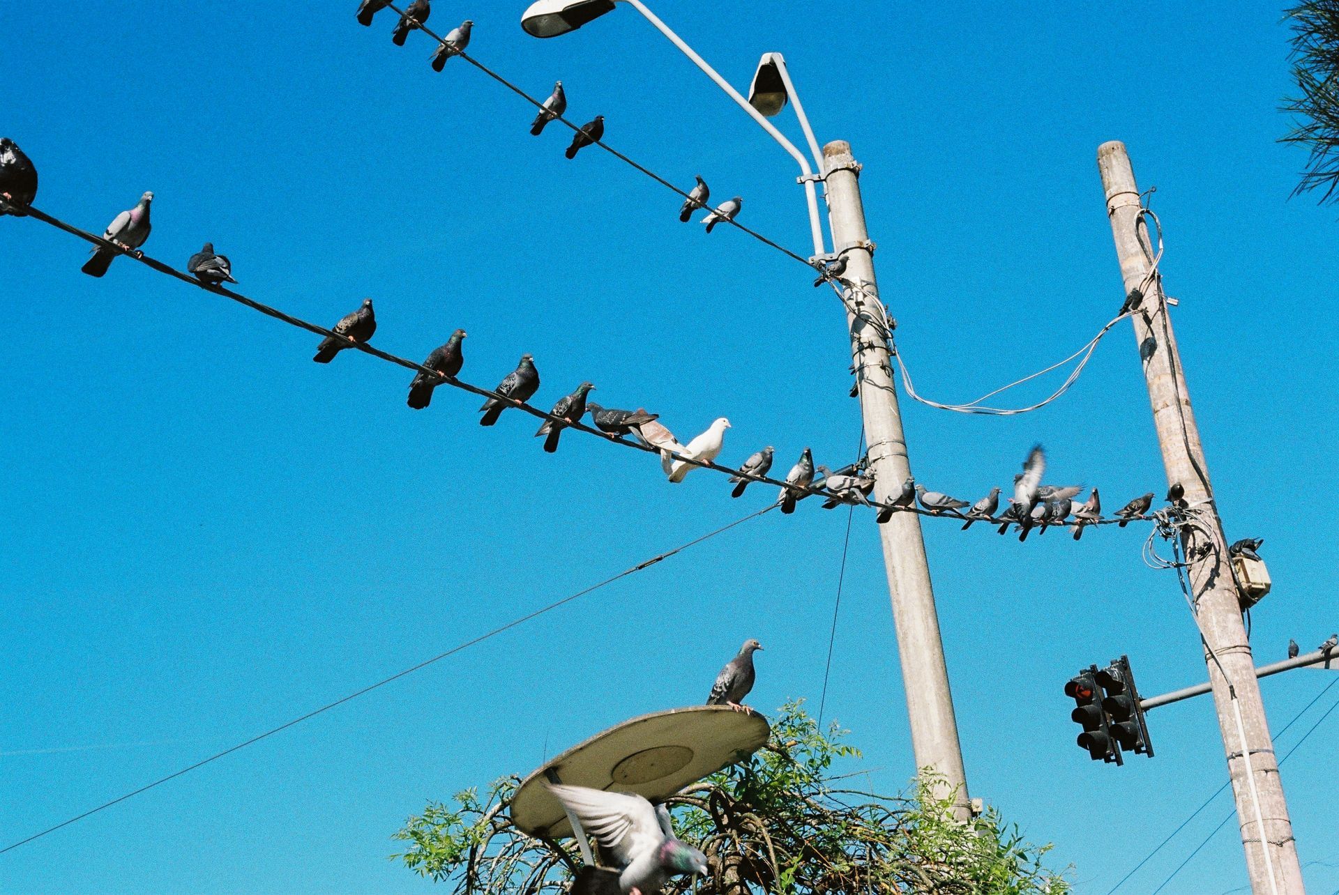 A bunch of birds are sitting on a wire