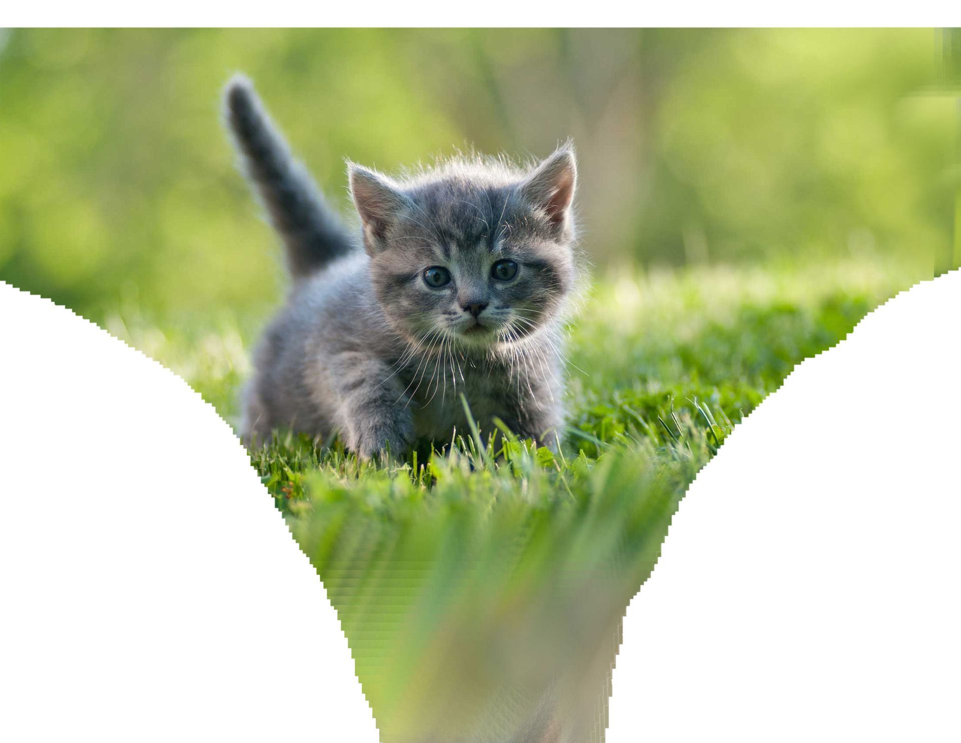 a small kitten is walking through the grass .