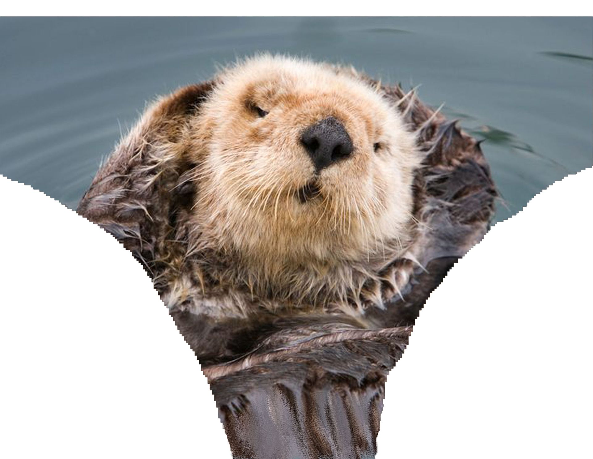 a sea otter is swimming in the water with its eyes closed .
