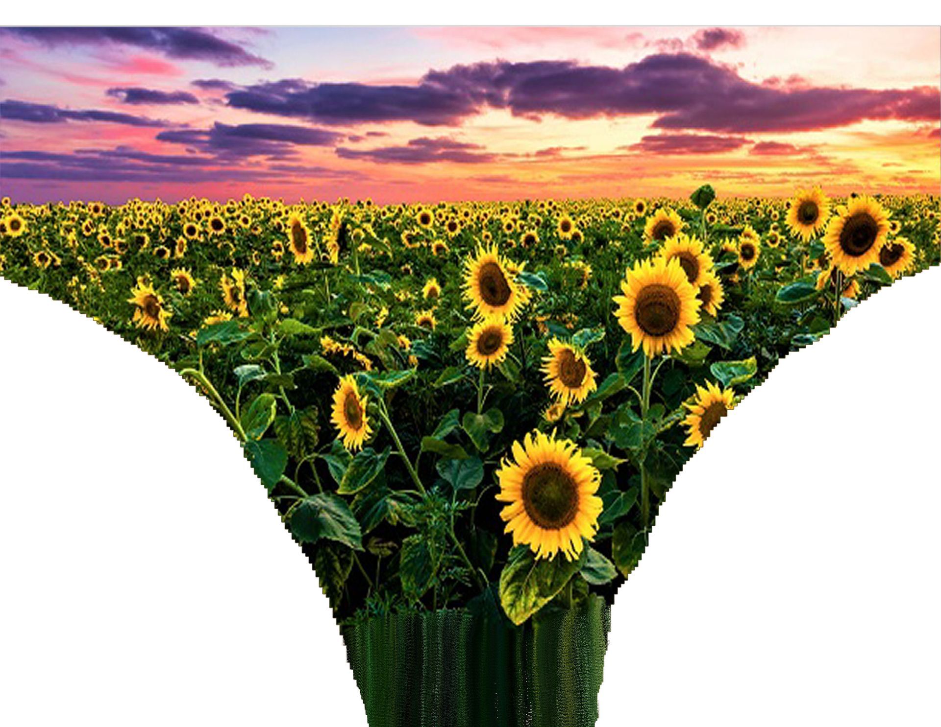 a picture of a field of sunflowers with a sunset in the background