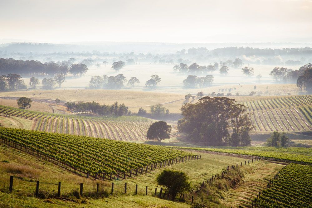 Sunrise Over the Vineyards of Hunter Valley — Automatic Pool Cleaner in Hunter Valley, NSW