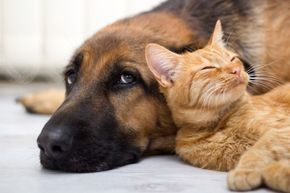 A dog and a cat are laying next to each other on the floor.