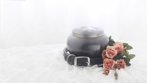 A black urn surrounded by pink roses on a white surface.