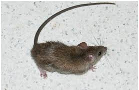 Brown mouse with long tail on a speckled white surface.