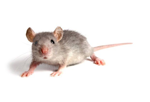 Gray rat with pink nose and ears, white belly, looking forward on a white surface.