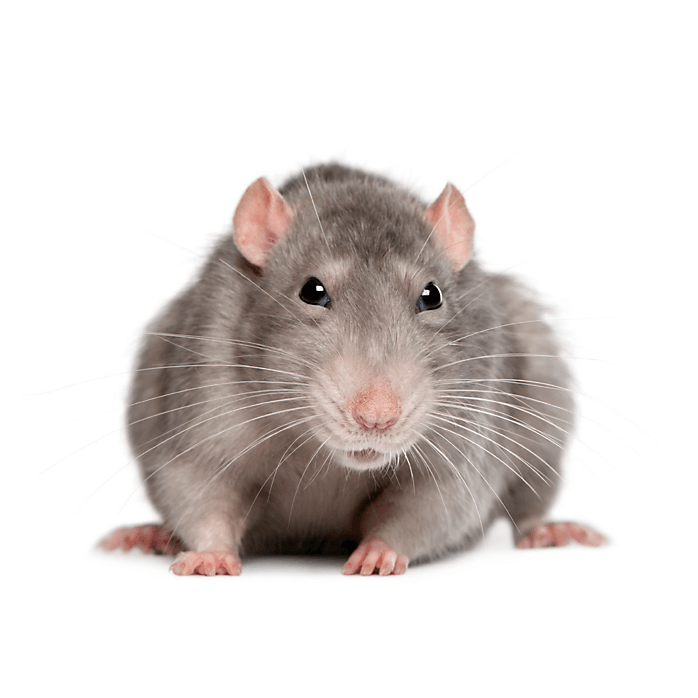 Gray rat facing forward with pink nose and whiskers.