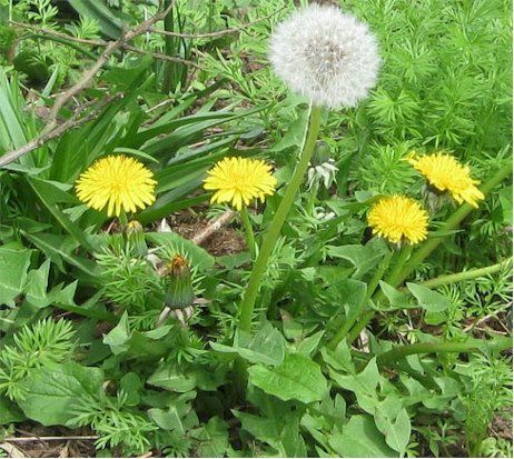 Yellow dandelion flowers and a white seed head among green foliage.