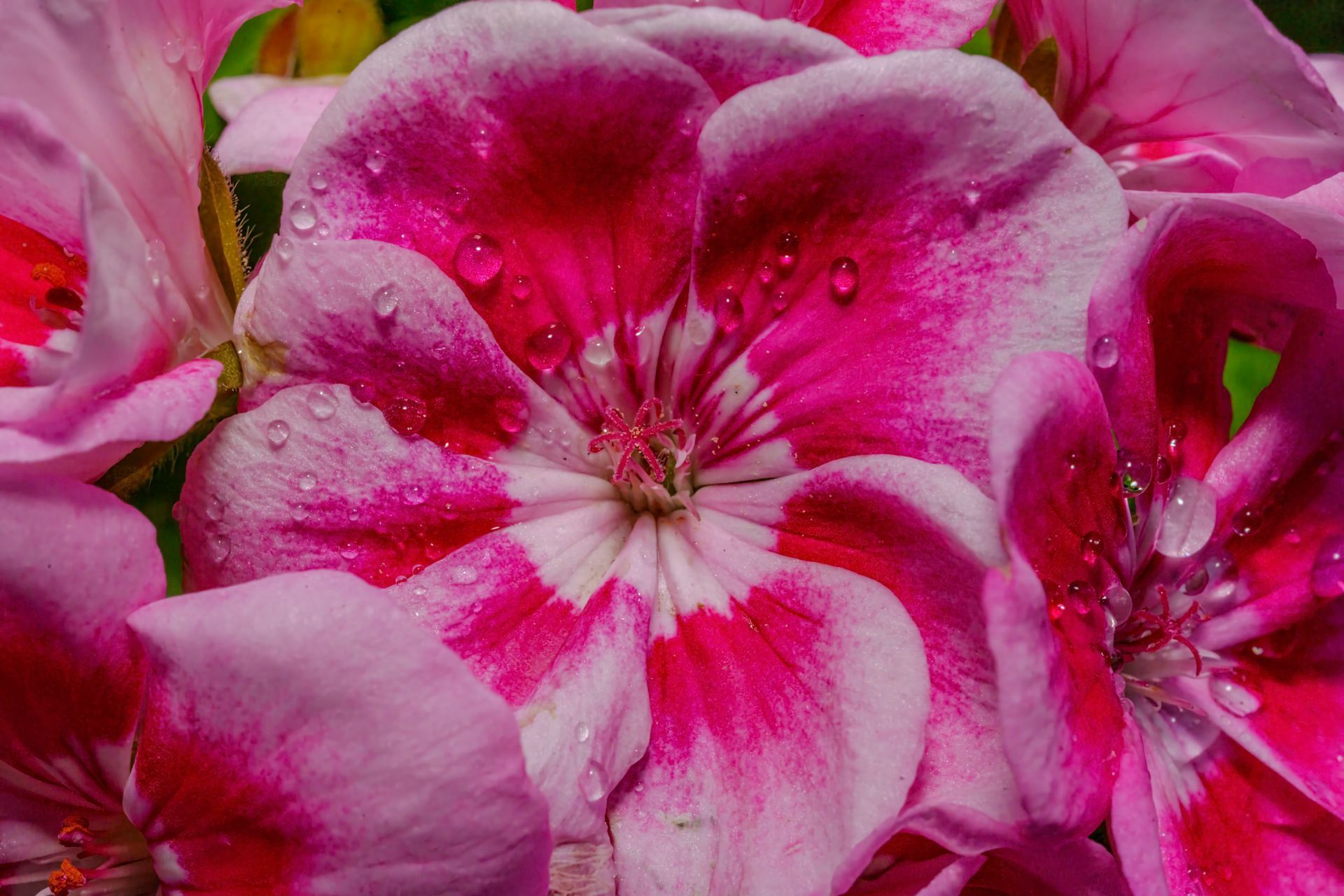 Pink and white geranium flower with water droplets.