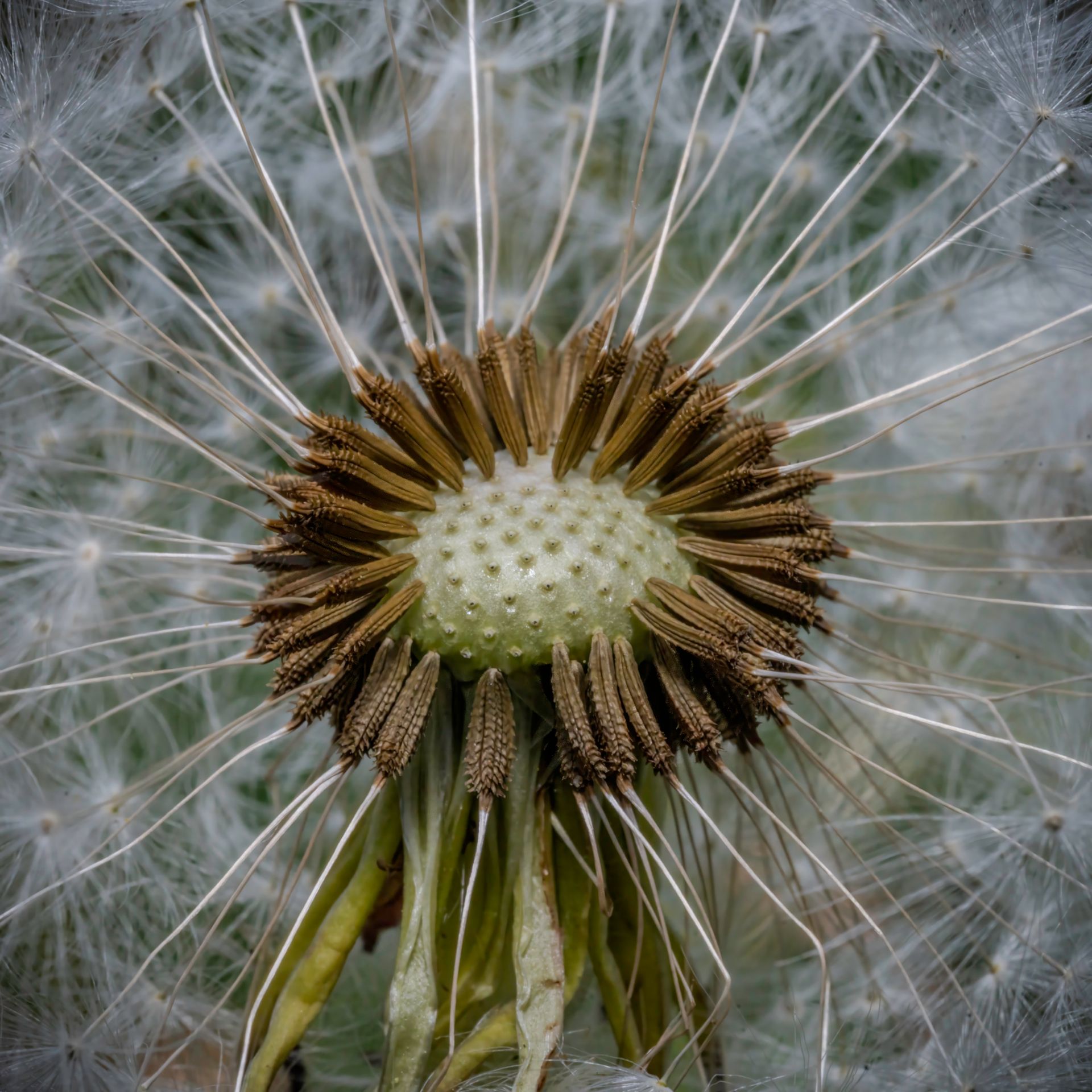 Close-up of a dandelion seed head with delicate white seeds radiating from a textured center.