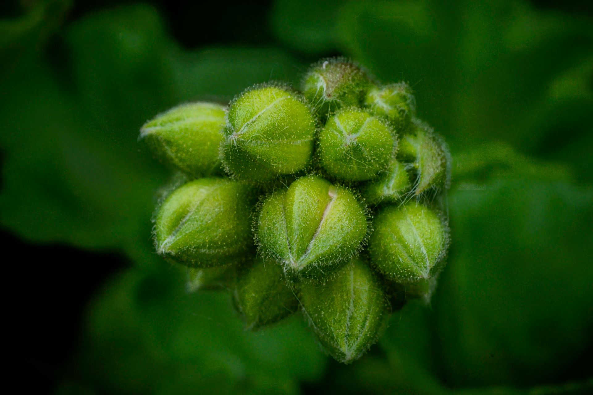 Cluster of unopened green flower buds with fuzzy texture.