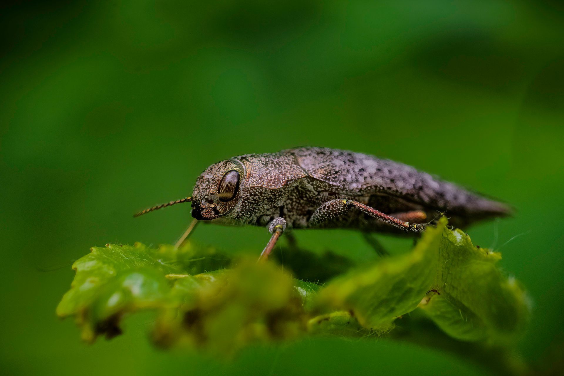 Metallic wood-boring beetle on a green leaf. Beetle is gray-brown with details, in a natural setting.