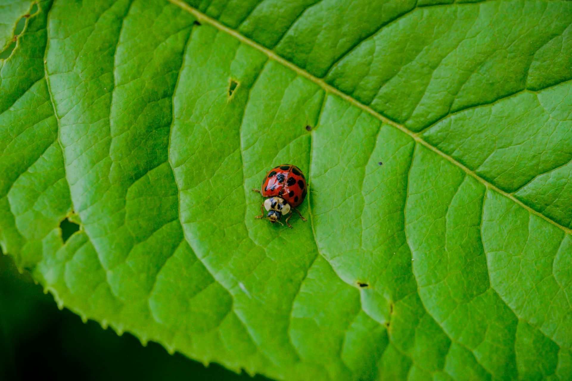 Ladybug with red spots on a green leaf.