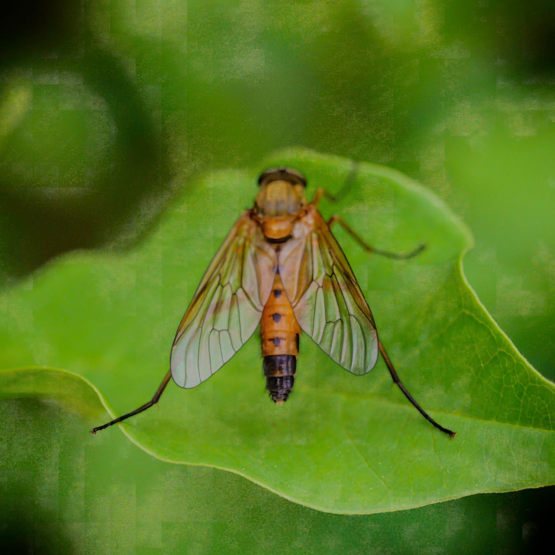 Orange and black fly with translucent wings on a green leaf.