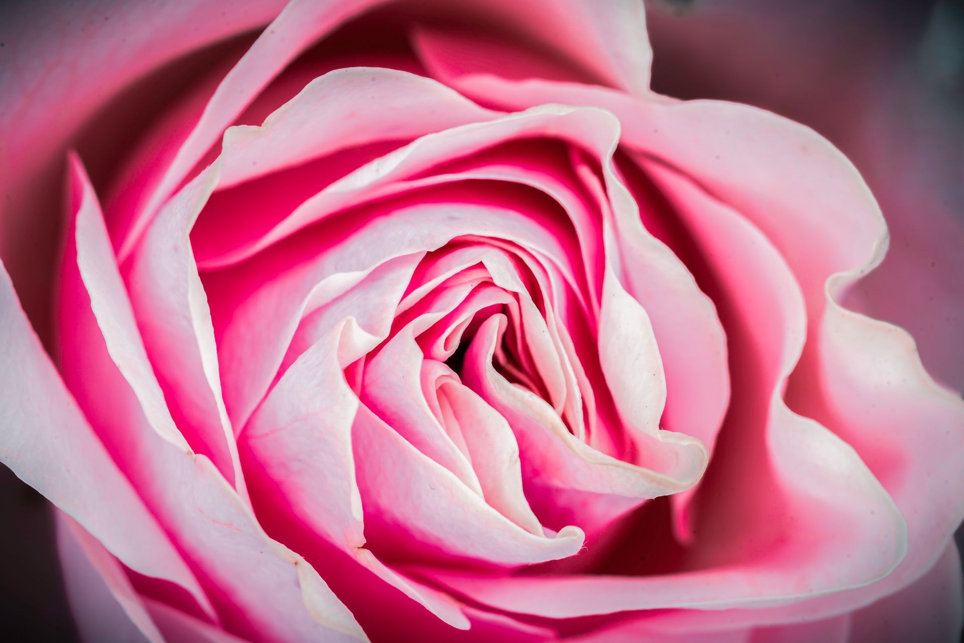 Close-up of a pink rose, tightly wound petals creating a spiral pattern, with a soft focus.