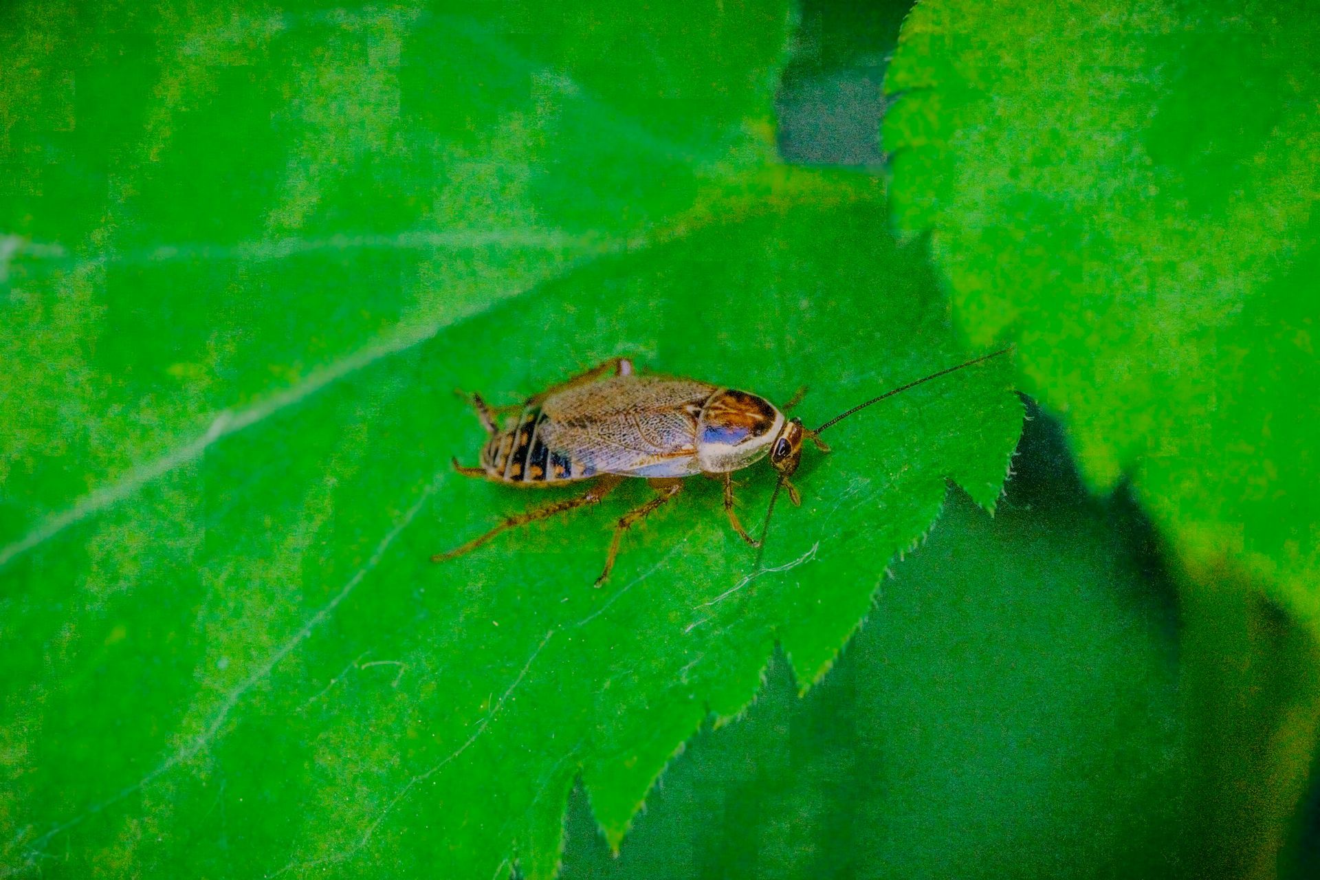 Brown and tan cockroach on a bright green leaf.