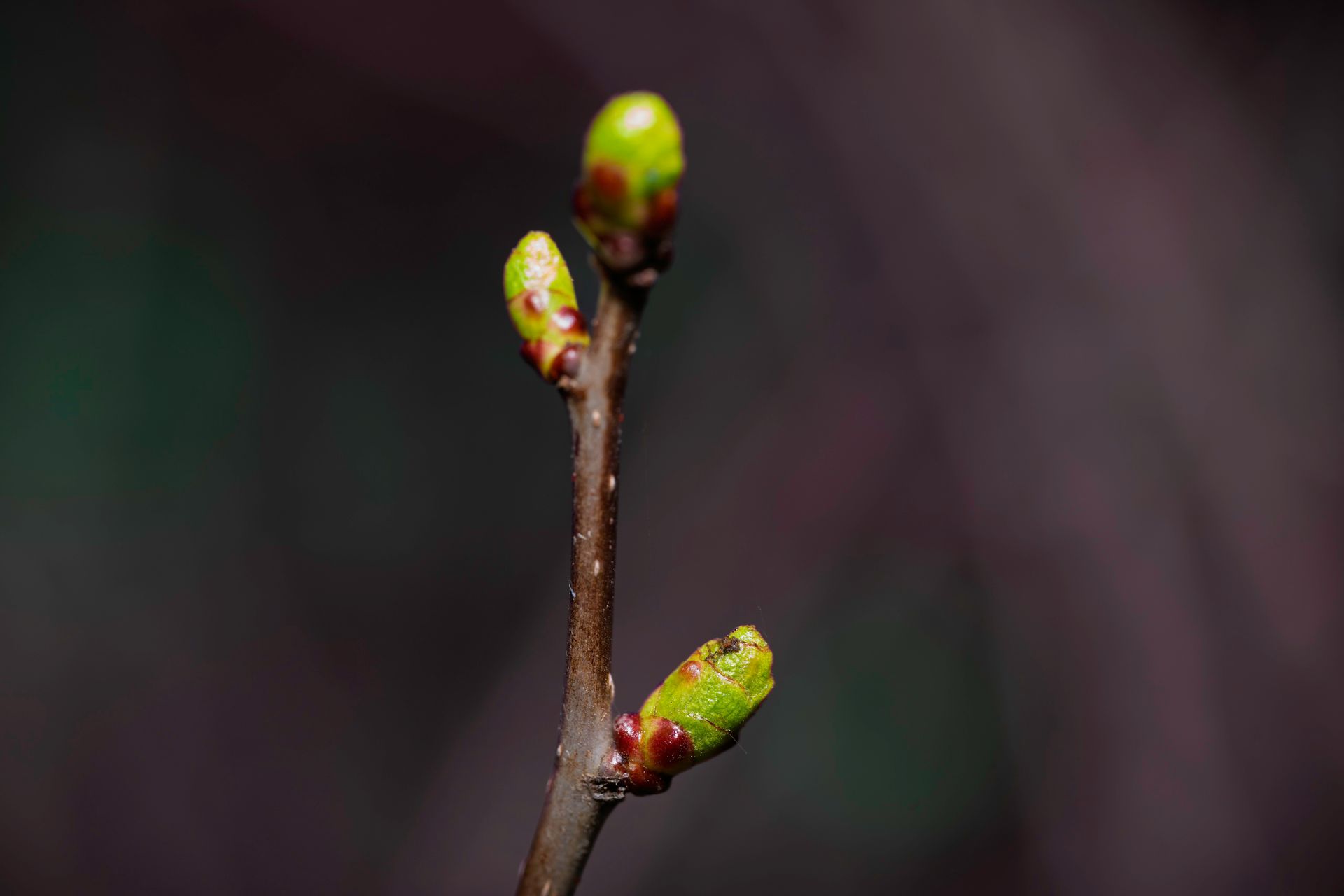 Close-up of a brown twig with three green buds, against a blurred, dark background.
