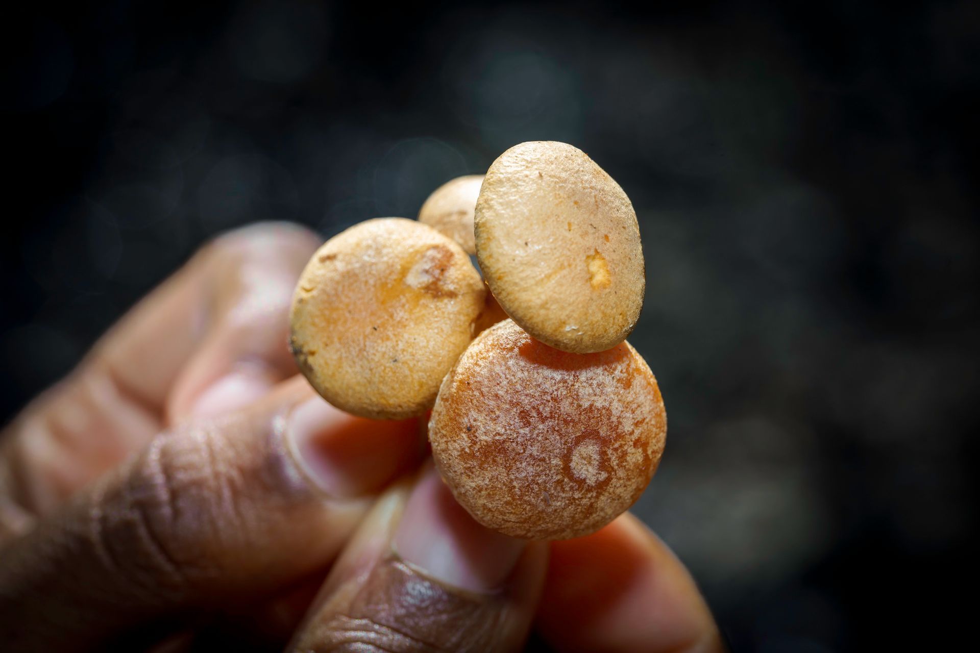 Hand holding four small, tan mushrooms with a speckled texture against a blurred background.