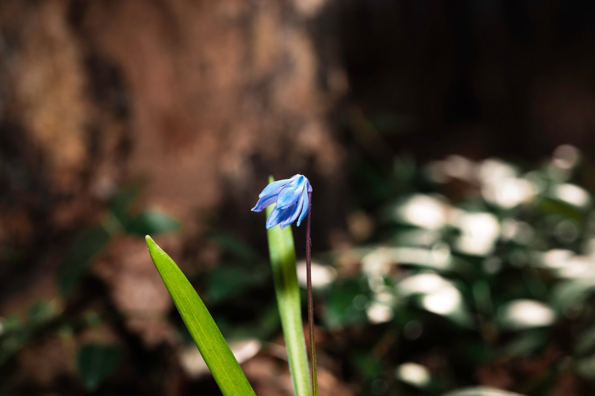 Blue scilla flower blooming on a green stalk with a forest background.