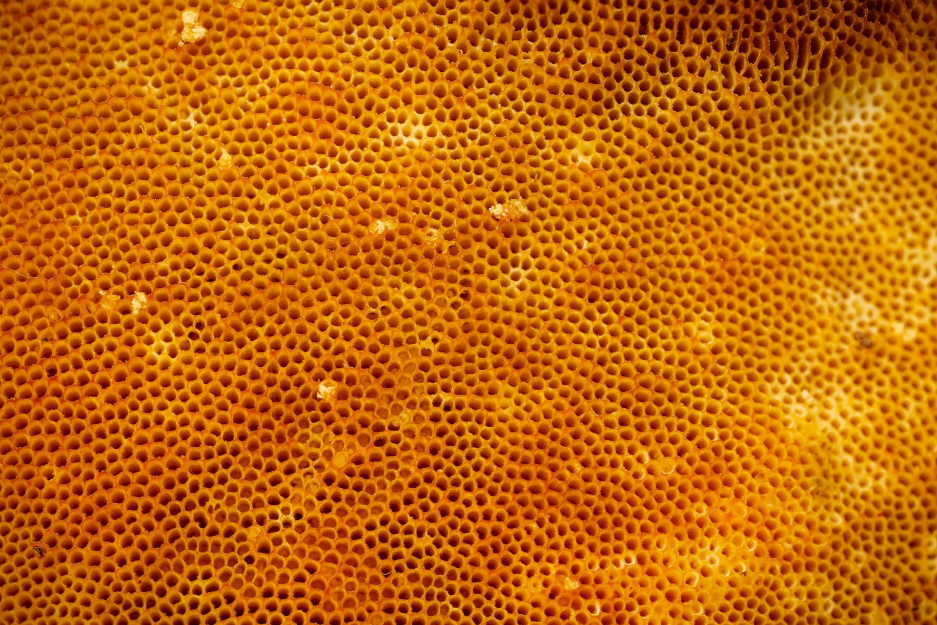 Orange underside of a mushroom, showing many small pores.