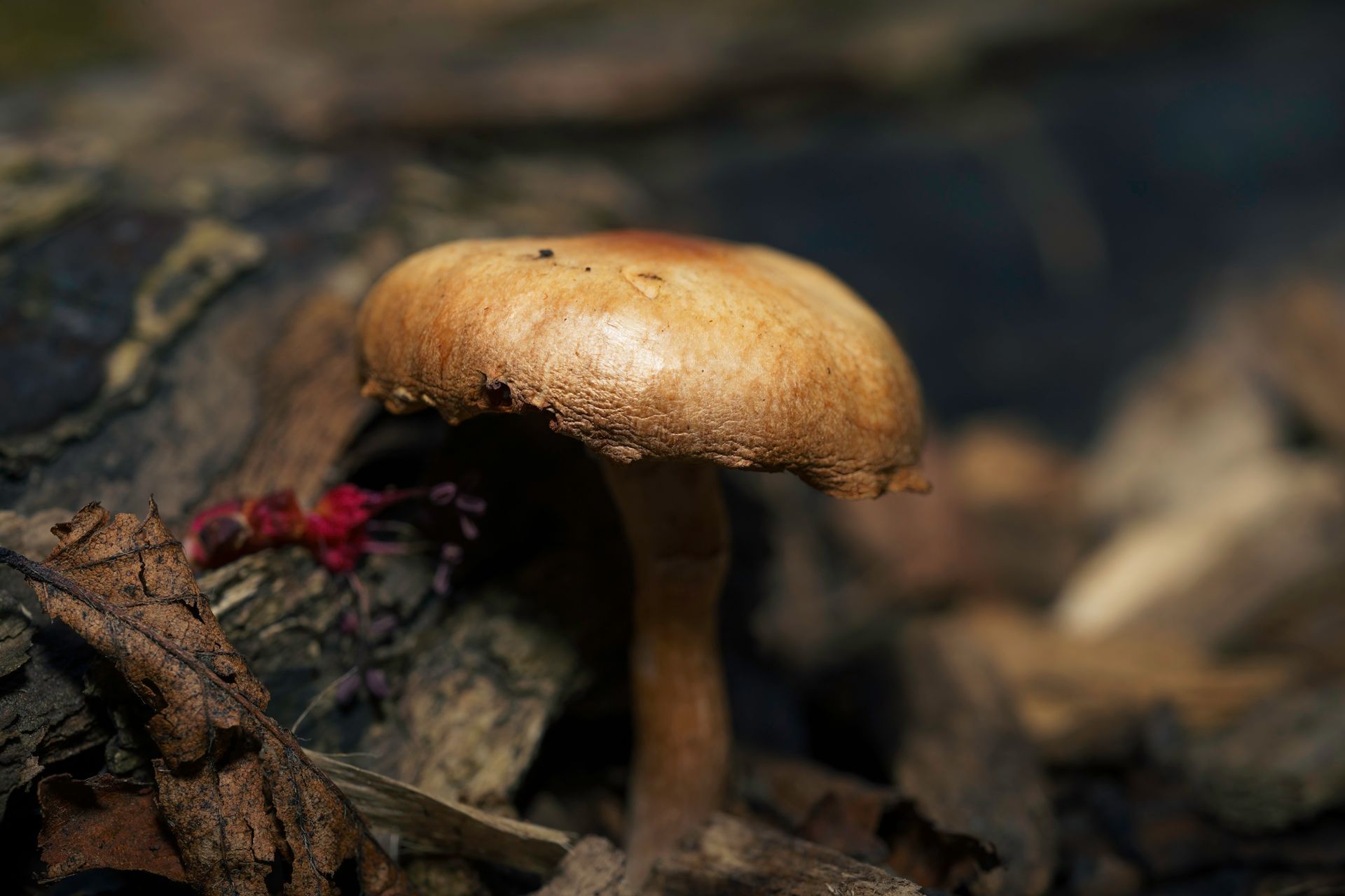 Brown mushroom with a rounded cap emerges from a bed of fallen leaves and bark.