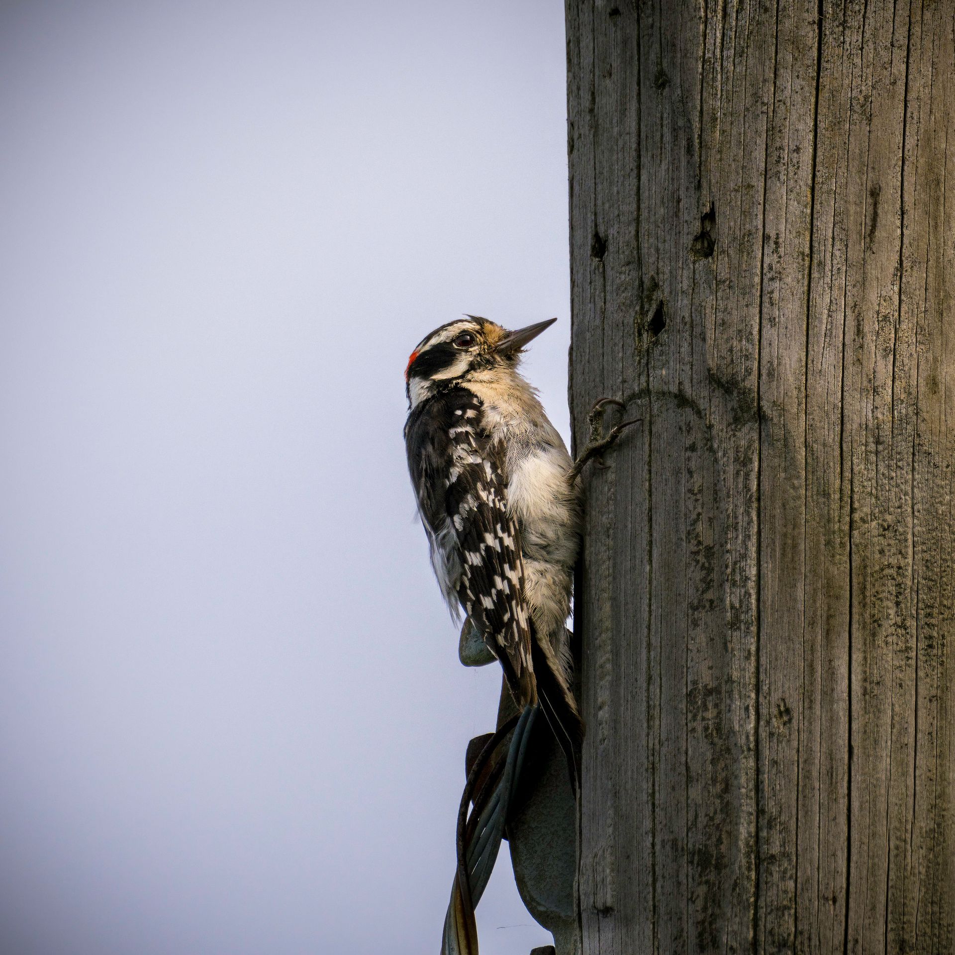 Woodpecker clings to a wooden pole with head turned up. Black and white speckled feathers, red cap. Against a light blue sky.